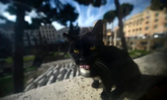 Stray Cat Believed to Paralyze 24-Year-Old Blogger