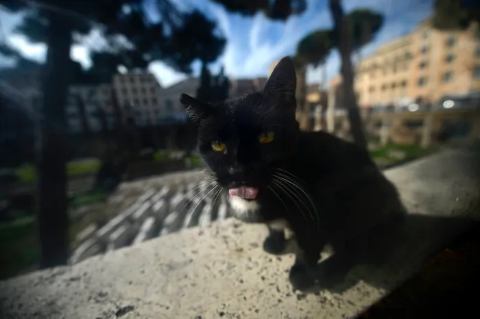 A stray cat rests amongst the ancient Area Sacra ruins in Rome on Oct. 30, 2012. (Filippo Monteforte/AFP/Getty Images)