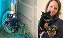 Chihuahua Protects Kitten in Between Two Porta Potties and Won’t Let Anyone Get Near