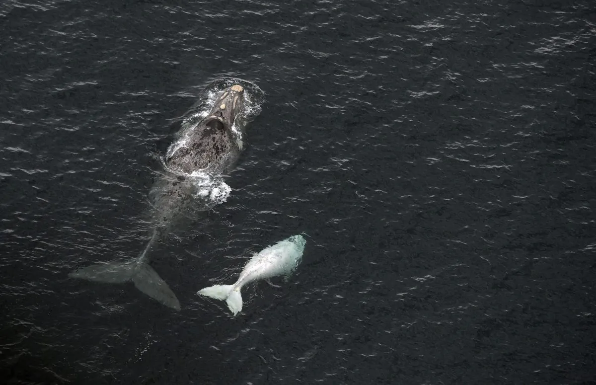 A Franca Austral whale (Southern Right Whale) and her white calf swim in the New Golf near Puerto Piramides at Peninsula Valdes, Patagonian province of Chubut, Argentina, on Sept. 30, 2015. (Juan Mabromata/AFP/Getty Images)