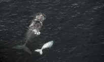 Pregnant Whale Washed Up in Italy Had 49 Pounds of Plastic in Its Stomach