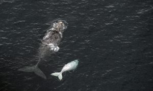 Whale Tries to 'Eat' Tour Operator in South Africa, Photos Show