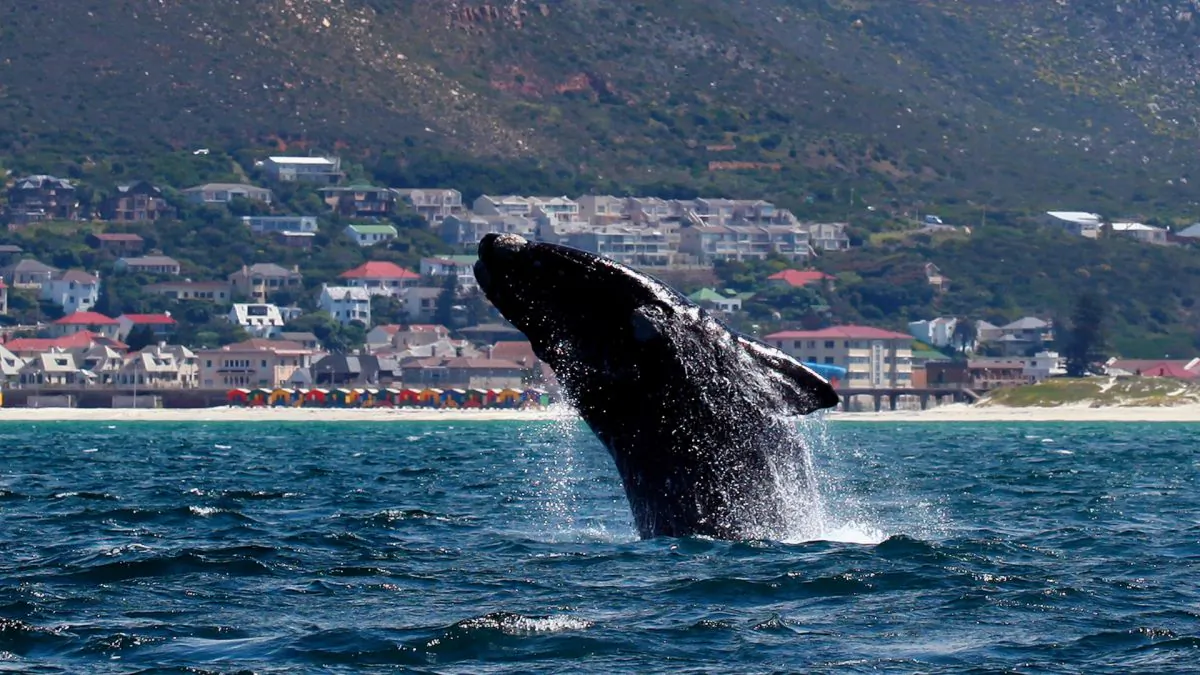 A Southern right whale breaches near the shore of Muizenberg Beach in False Bay, Cape Town, on Oct. 11, 2013. (Jennifer Bruce/AFP/Getty Images)