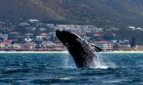 3 Right Whale Calves Spotted in Florida’s Atlantic Waters