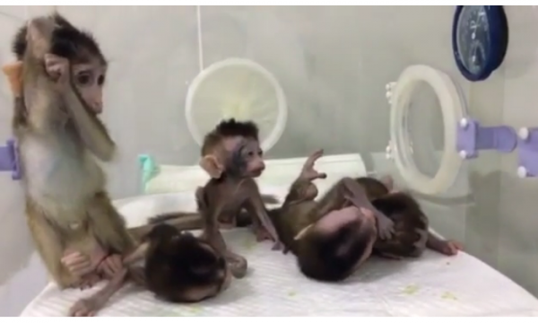 Five cloned monkeys