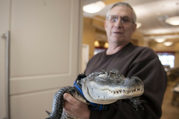 emotional support alligator
