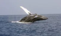 Fisherman Risks It All by Leaping Onto Humpback Whale to Cut It Free From Entanglement