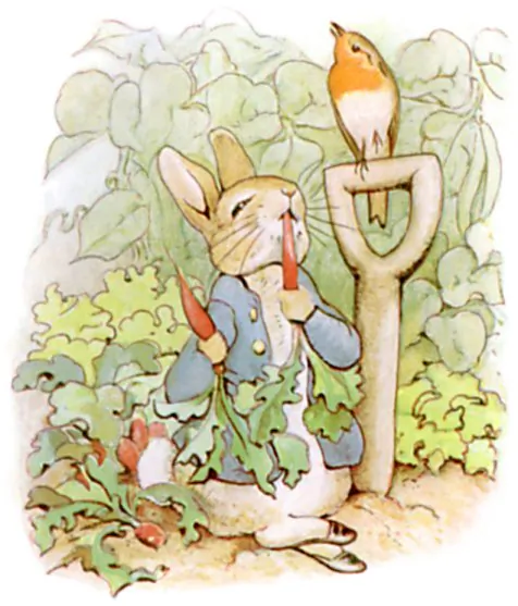 Peter Rabbit feasting in Mr. McGregor’s garden, in the 1902 edition of “The Tale of Peter Rabbit.” (Public Domain)