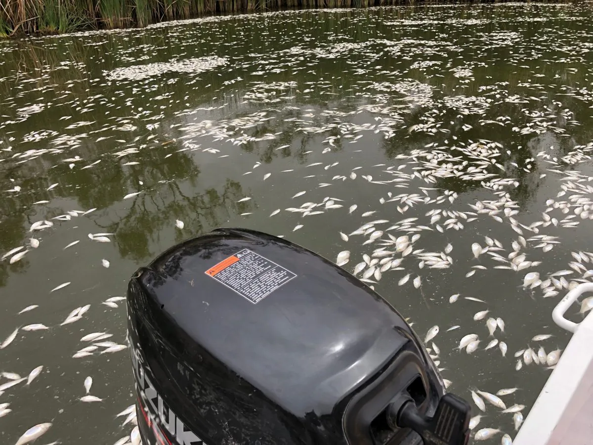 Dead fish float in the Darling Rive near Menindee, Australia, on Jan. 28, 2019. (Rob Gregory/AP)