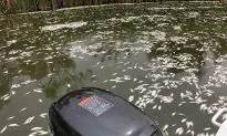Darling Gets $70 Million to Prevent Fish Deaths