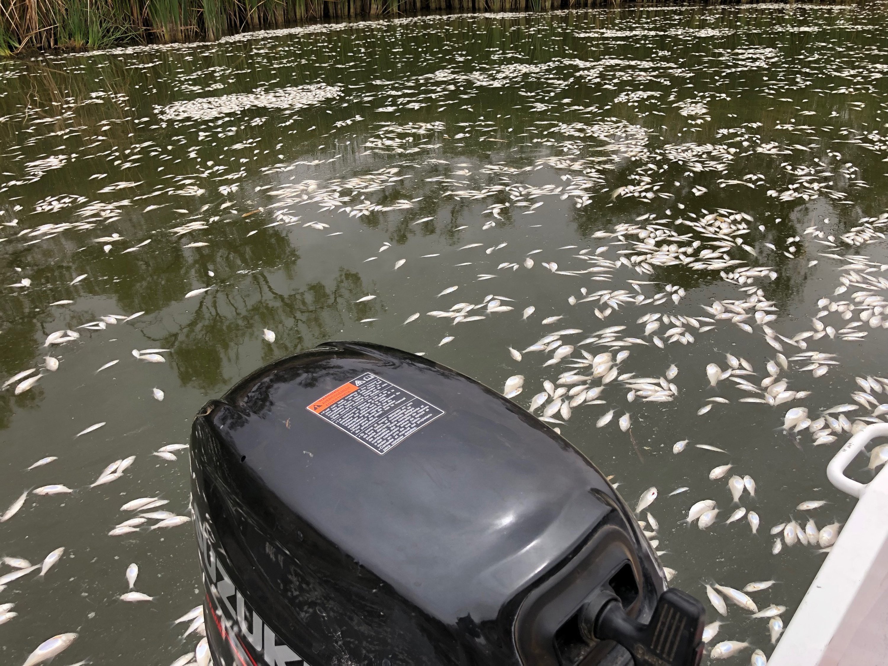 Millions of Dead Fish Found Floating in Australian River - Vimarsana News