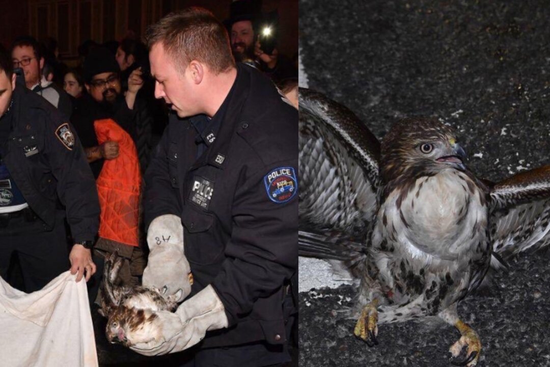 Wounded Hawk NYPD Saves Injured Hawk Struck in the Middle of Brooklyn Traffic | The ...