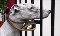 Congressmen Propose Bipartisan Bill That Would Make Animal Cruelty a Felony
