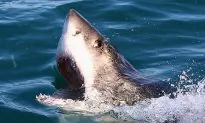 Jamaican Police Suspect Shark Killed Teenager Found Dead by Fishermen