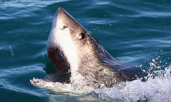Jamaican Police Suspect Shark Killed Teenager Found Dead by Fishermen