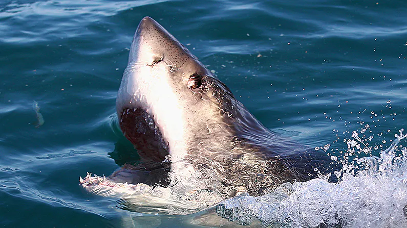 A great white shark in an undated file photo. (Ryan Pierse/Getty Images)