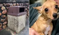 Freezing, Hungry Dog Dumped in Bin Near Highway Gets Rescued, Now Awaits Forever Home