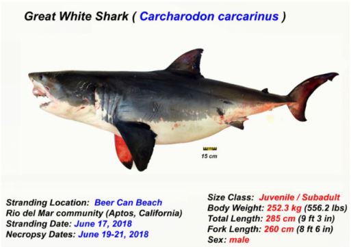 shark graphic