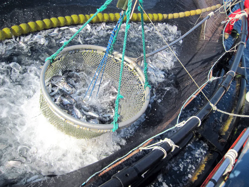 The platform is now tracking fish; the developers expect to add other seafood this year. (Shutterstock)