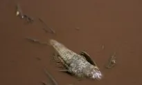 Waste Unleashed From Brazil Dam on Its Way to a Larger River
