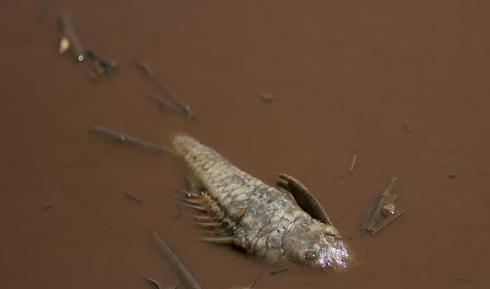 A dead fish floats in the Paraopeba River, full of mud that was released by the collapse of a mining company dam near a community of the Pataxo Ha-ha-hae indigenous people in Brumadinho, Brazil, on Jan. 29, 2019. (Leo Correa/AP Photo)