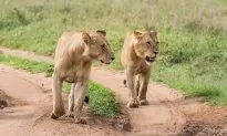 Two Lionesses Welcome ‘Godmother’ in an Extraordinary Display of Affection