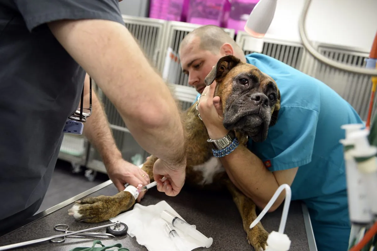 A dog is treated for cancer at a veterinary clinic Paris. (Lionel Bonaventure/AFP/Getty Images)