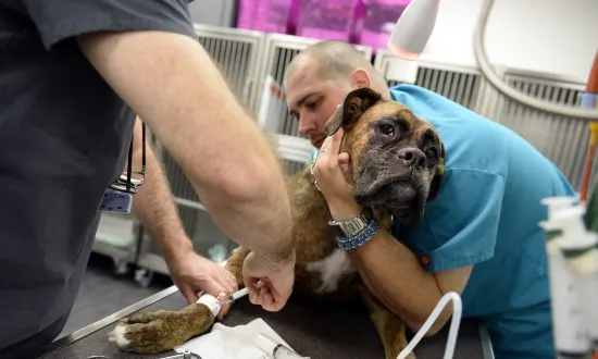 4 Horrifying Reasons to Immediately Throw Out Pet Food From China