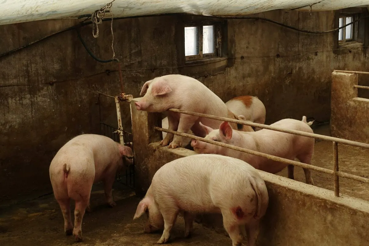 Pigs are seen on the farm of pig farmer Han Yi at a village in Changtu County, Liaoning Province, China on Jan. 17, 2019. (Ryan Woo/Reuters)