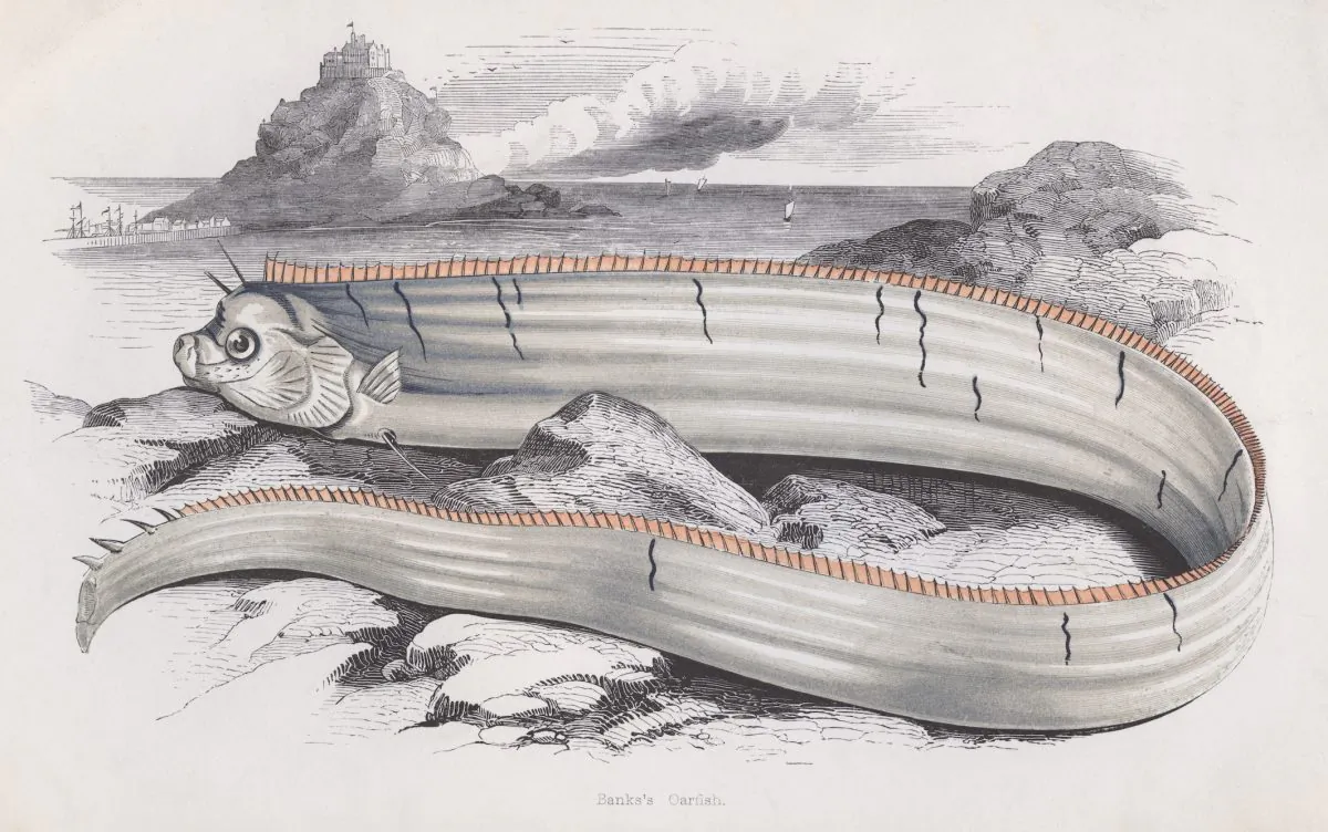 Bank's Oarfish, circa 1850. (Hulton Archive/Getty Images)