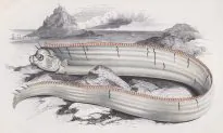 Rare Deep-Sea Fish Known as Omen of Earthquakes Appears in Peru