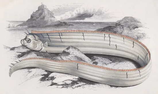 Rare Deep-Sea Fish Known as Omen of Earthquakes Appears in Peru