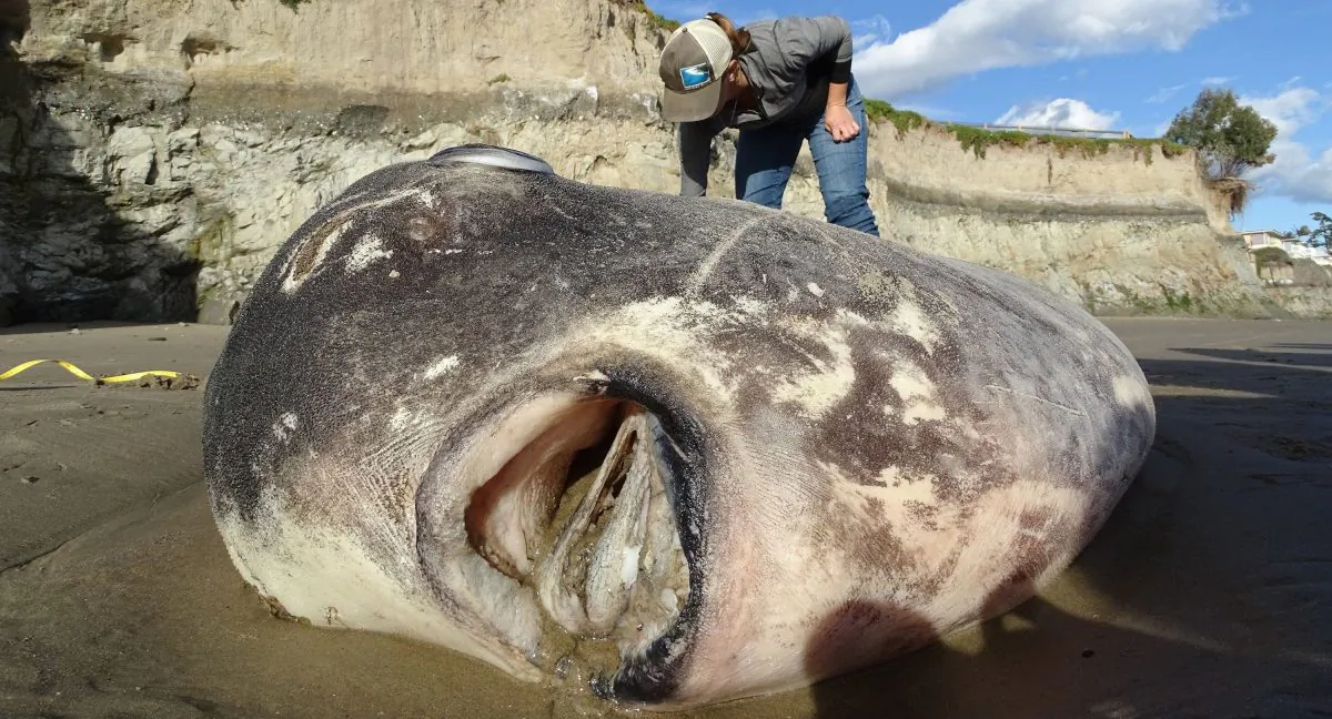 The seven-foot fish washed up at UC Santa Barbara's Coal Oil Point Reserve in Southern California last week. The mouth of the fish has a unique look, said Thomas Turner, an evolutionary biologist. (Thomas Turner/CNN)