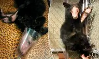 Bear Cub Saved on Valentine’s Day By Hikers is Lucky to Be Alive