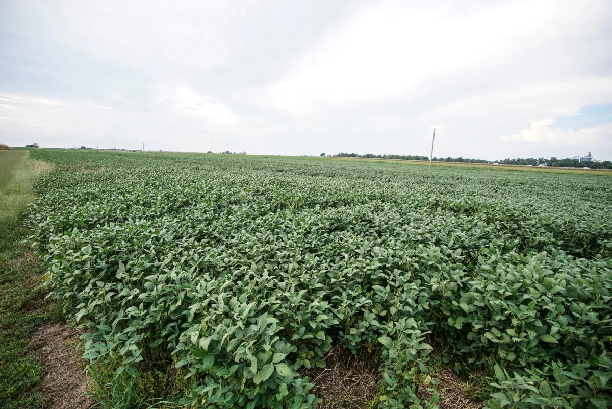 Acres of soybeans seen at the Pioneer-DuPont Seed facility in Addieville, Illinois U.S. on Sept. 19, 2018. (Lawrence Bryant/Reuters)