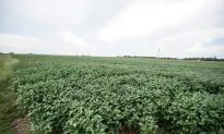 China Buys US Soybeans a Day After Trade Talks, Traders Say