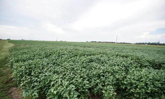 China Buys US Soybeans a Day After Trade Talks, Traders Say