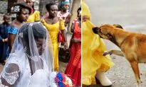 Hero Dog Attacks a Teen Suicide Bomber Who Was Planning to Detonate Explosives at Wedding