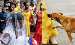 Hero Dog Attacks a Teen Suicide Bomber Who Was Planning to Detonate Explosives at Wedding