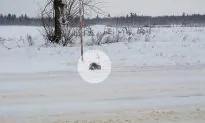 Man Sees ‘Something’ Freezing in Snowstorm. Upon a Closer Look, He Takes Action