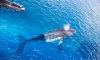 Drone Captures Rare Moment of Baby Humpback Whale Taking Snorkeler for a Ride on Its Belly