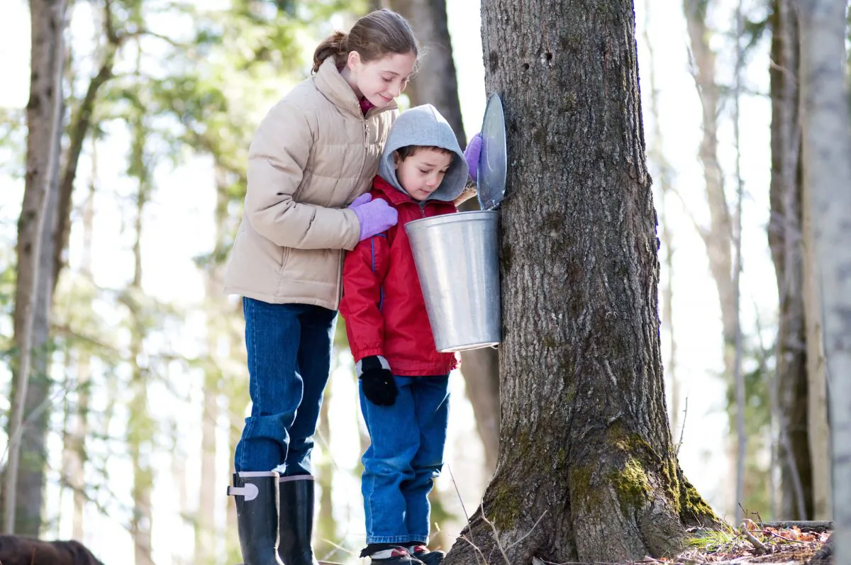 Children look into a sap bucket. (sianc/shutterstock)