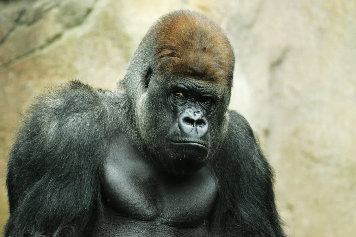 File photo showing Kibabu, a silverback gorilla, keeping a watchful eye on surroundings at the western lowland gorilla group at Taronga Zoo in Sydney, Australia, on Dec. 11, 2007. (Mark Kolbe/Getty Images)
