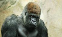 Judge Sides With Cincinnati Zoo in Gorilla Custody Battle With California Sanctuary