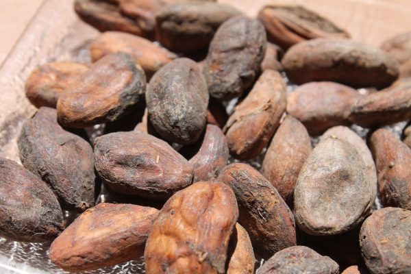 1-Cacao beans, F.Segan