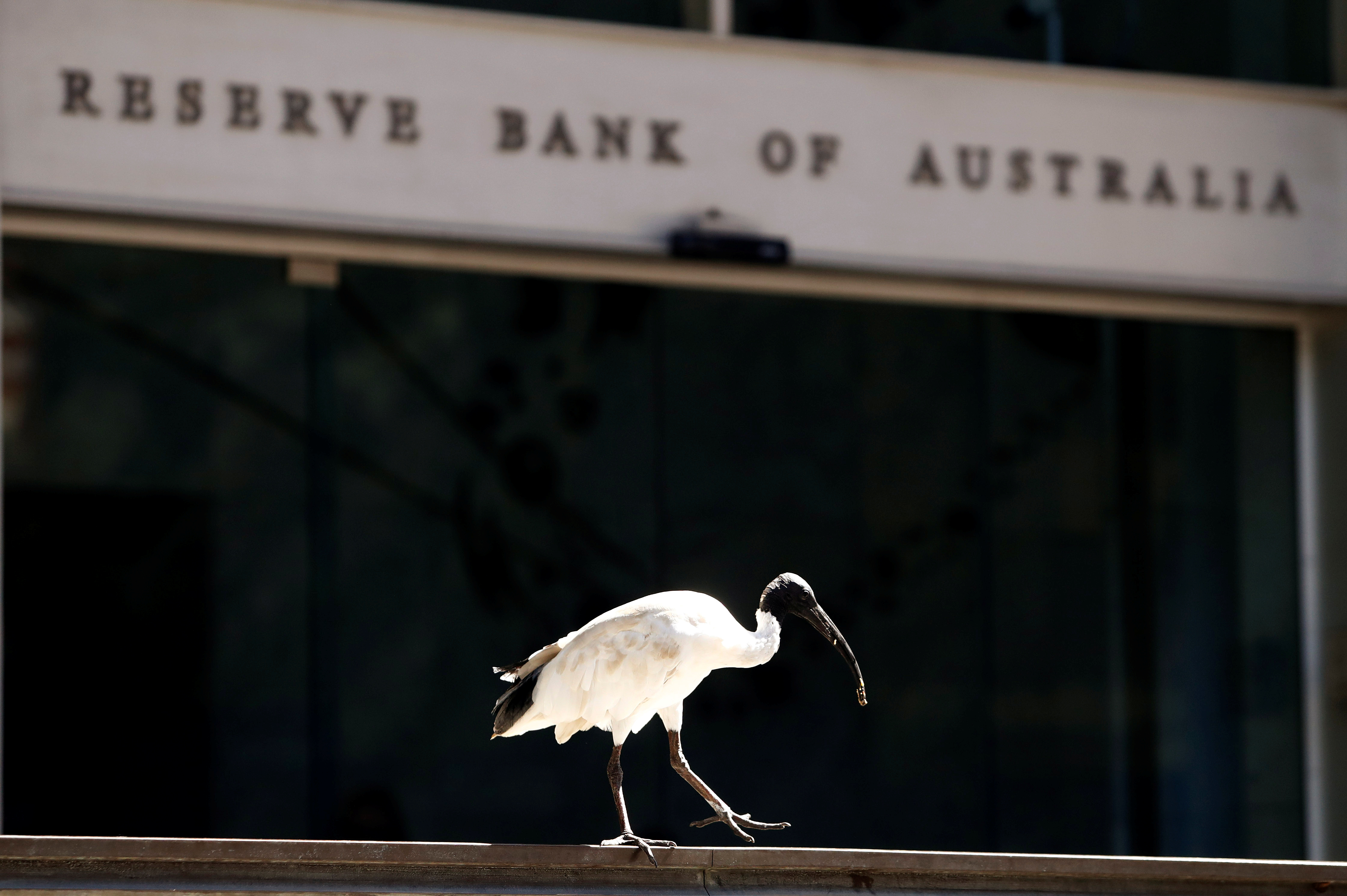 An ibis bird perches next to the Reserve Bank of Australia headquarters in central Sydney, Australia