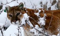 Jogger Kills Mountain Lion In Self-Defense on Colorado Trail