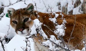 Jogger Kills Mountain Lion In Self-Defense on Colorado Trail