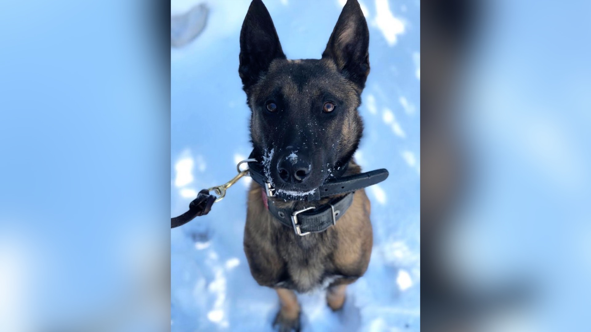 Virginia State Police K9 Vader
