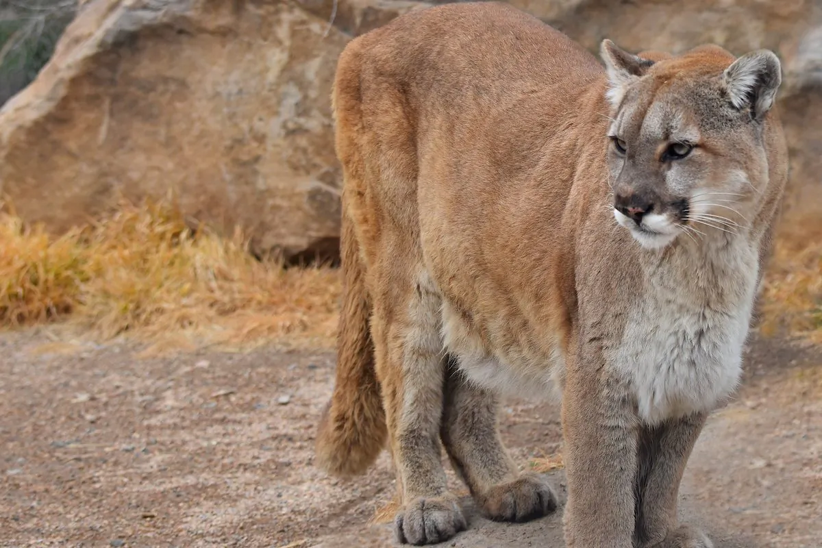 A mountain lion in this undated handout from the Colorado Parks and Wildlife. (CPW)